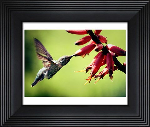 Framed Hummingbird Canon Print