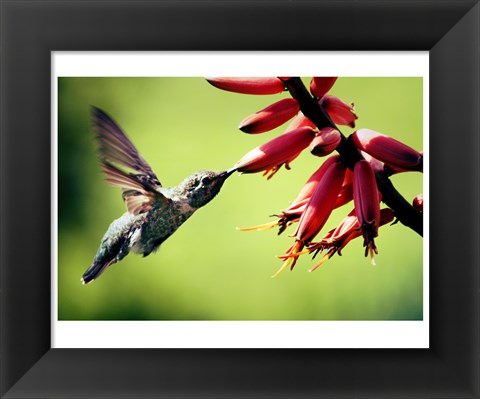 Framed Hummingbird Canon Print