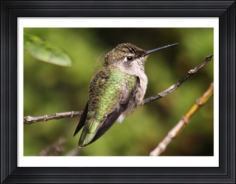 Framed Hummingbird II Print