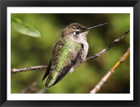 Framed Hummingbird II Print