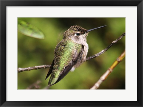 Framed Hummingbird II Print