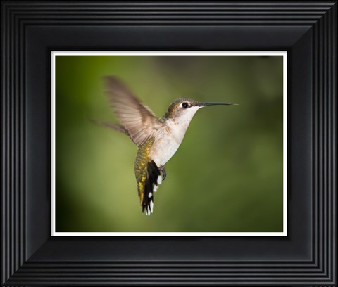 Framed Hummingbird Texas Print