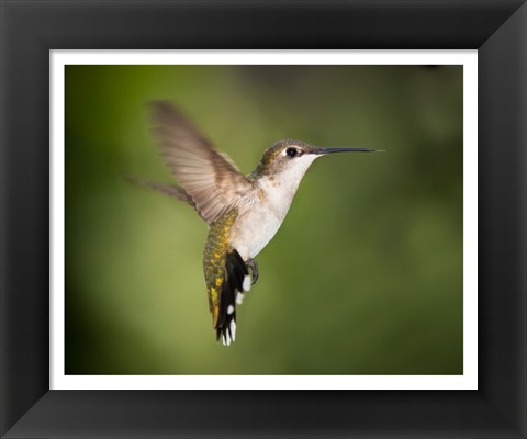 Framed Hummingbird Texas Print