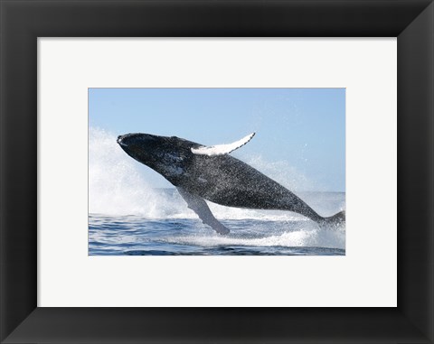 Framed Humpback Whale Jumping Print