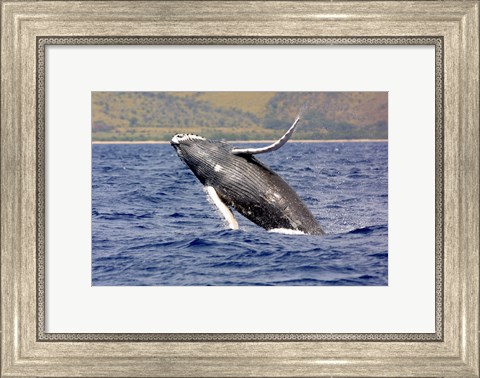 Framed Humpback Whale Leaping Print