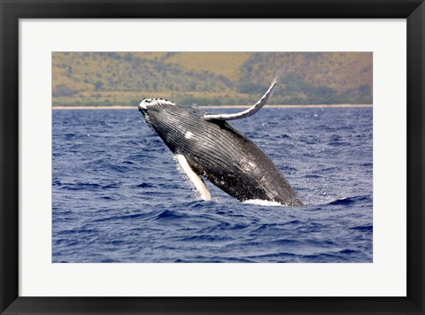 Framed Humpback Whale Leaping Print