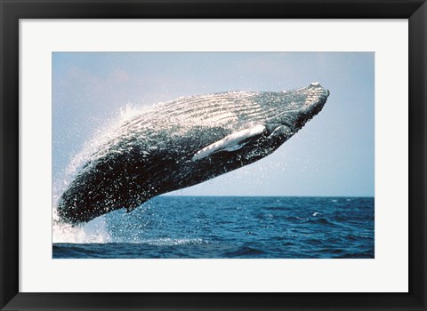 Framed Humpback Whale Breaching Print
