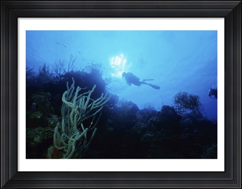 Framed Low angle view of a scuba diver swimming underwater, Belize Print