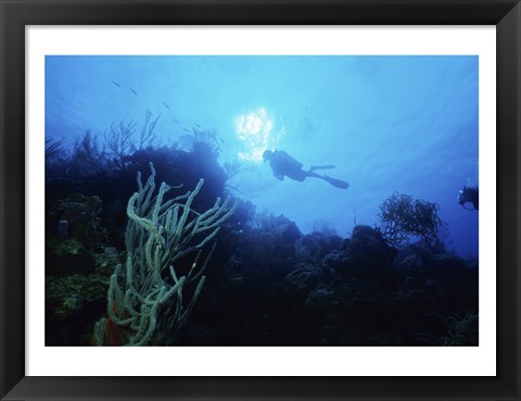 Framed Low angle view of a scuba diver swimming underwater, Belize Print