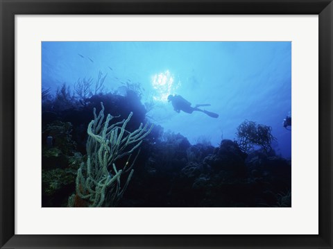 Framed Low angle view of a scuba diver swimming underwater, Belize Print