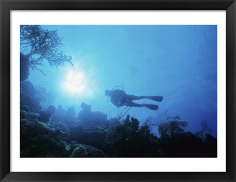 Framed Low angle view of a scuba diver swimming underwater, Belize Print