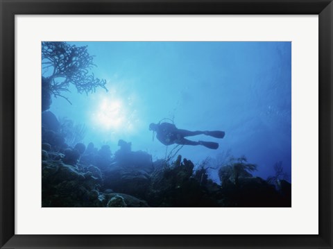 Framed Low angle view of a scuba diver swimming underwater, Belize Print