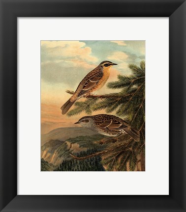 Framed Small Woodland Birds I Print