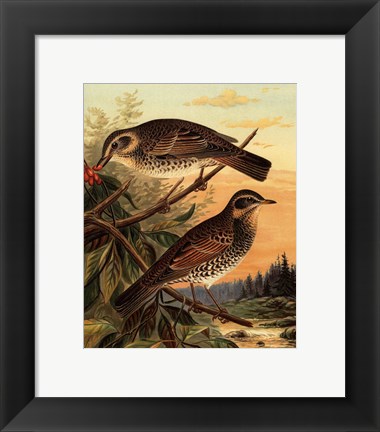 Framed Small Woodland Birds II Print