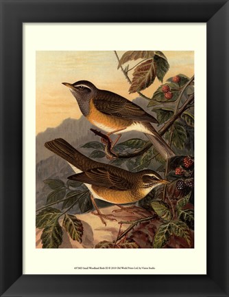Framed Small Woodland Birds III Print