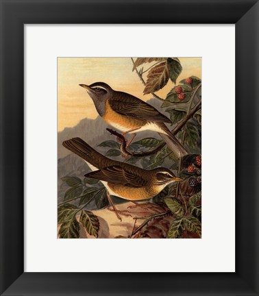 Framed Small Woodland Birds III Print