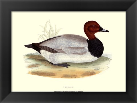 Framed Pochard Print