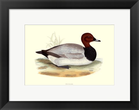Framed Pochard Print