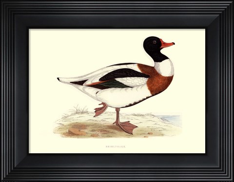 Framed Shieldrake Print