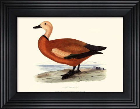 Framed Ruddy Shieldrake Print