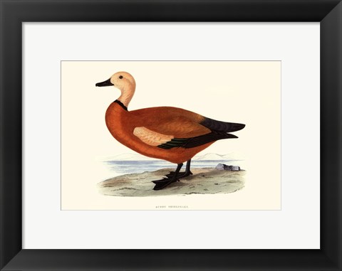 Framed Ruddy Shieldrake Print