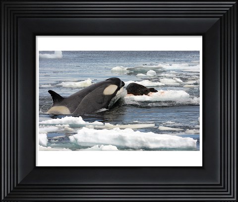 Framed Killer Whale Type B Print