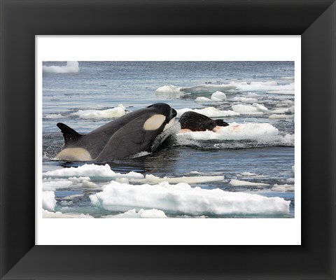 Framed Killer Whale Type B Print