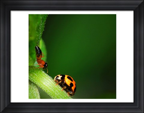 Framed Ladybug and Friend Print