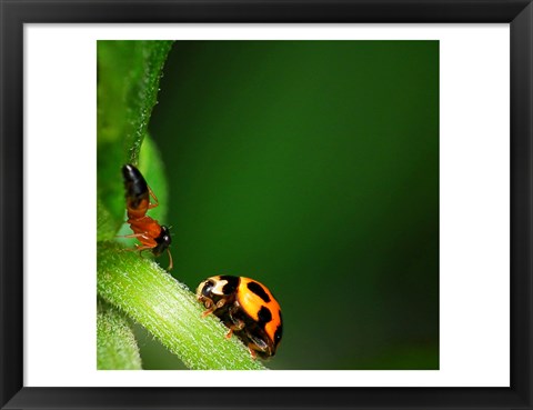 Framed Ladybug and Friend Print