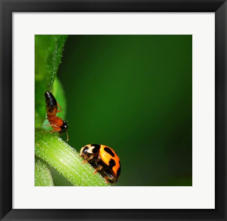 Framed Ladybug and Friend Print