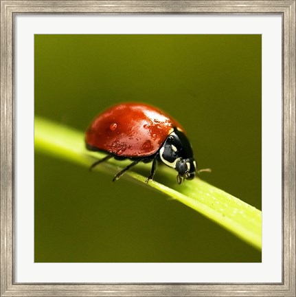 Framed Ladybug On Blade Of Grass Print