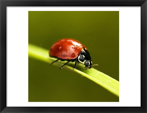 Framed Ladybug On Blade Of Grass Print