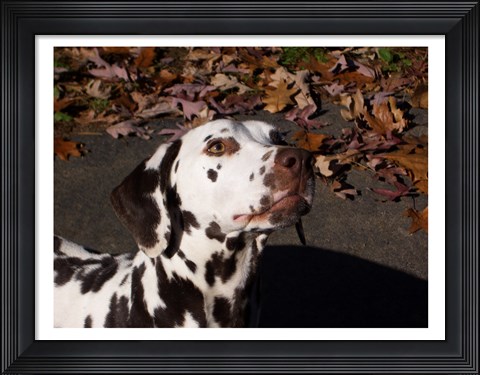 Framed Dalmatian Print