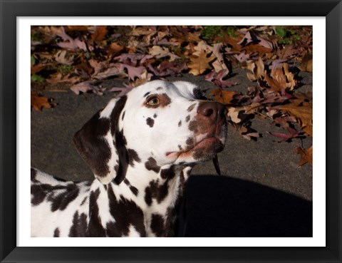 Framed Dalmatian Print