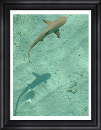 Framed Maldives Blacktip Reef Shark, Carcharhinus Melanopterus Print