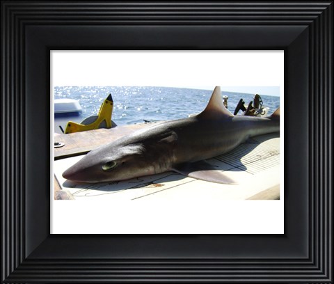 Framed Mustelus Canis Print