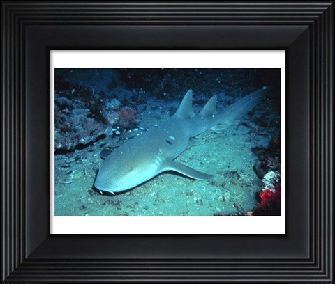 Framed Nurse Shark Print