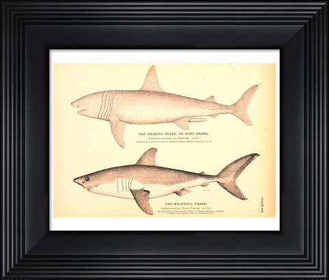 Framed Porbeagle Basking Shark Drawing Print
