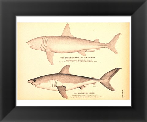 Framed Porbeagle Basking Shark Drawing Print