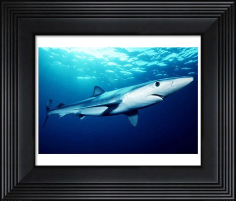 Framed Prionace Glauca Print