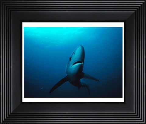 Framed Prionace Glauca Print