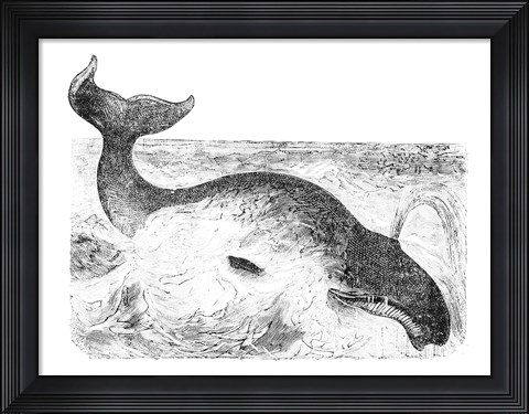 Framed Whalebone Whale Print