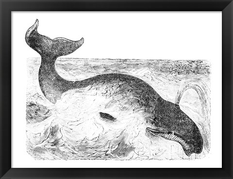 Framed Whalebone Whale Print