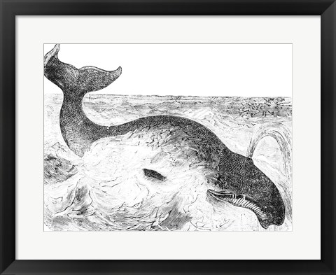 Framed Whalebone Whale Print