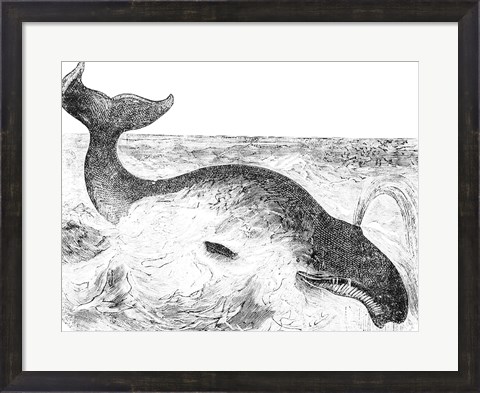 Framed Whalebone Whale Print
