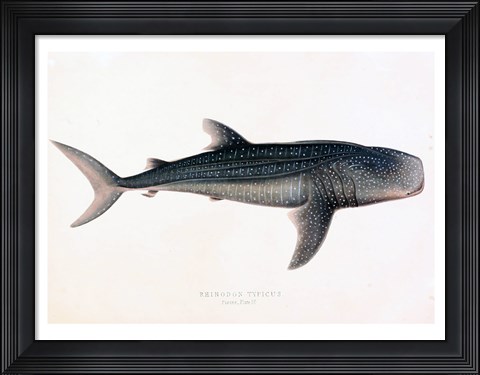 Framed Rhinodon Typicus Print