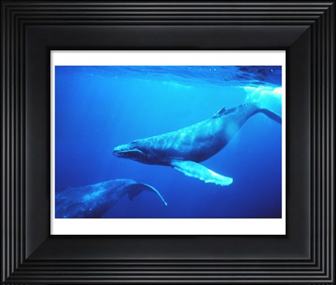 Framed Humpback whales in the singing position Print