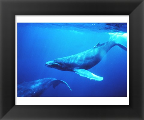 Framed Humpback whales in the singing position Print