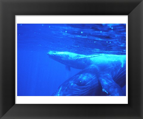 Framed Humpback whale mother and calf Print