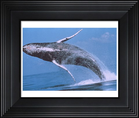 Framed Humpback whale breaching Print
